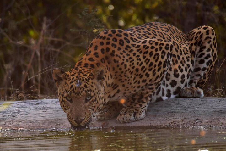 Jhalana Panther Safari Park Private Tour in Jaipur